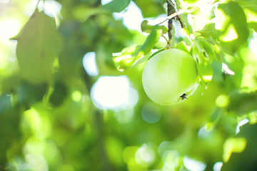 Fresh and tasty green apples on a tree branch.