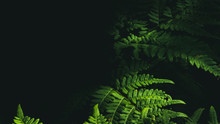 Photo Of Fern (Pteridium Aquilinum) Leaf In Summer Mixed Forest, On The Black Background, Fresh Greenery With Soft Sunlight, Free Space For Text