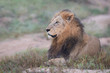 Majestic male lion