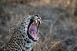 Leopard yawning and showing teeth