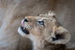 Lion cub looking up and licking his lips