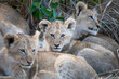 3 lion cubs lying together in the grass, one looking at the camera