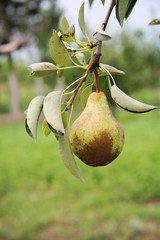 Wall Mural - William pear on tree