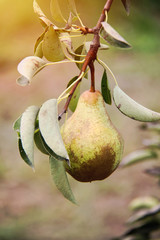 Wall Mural - William pear on tree branch in sunshine