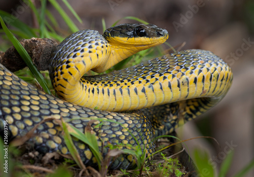Plakat Ptasi wąż fotografujący w Costa Rica