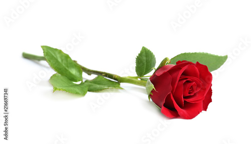 Beautiful red rose flower on white background © New Africa