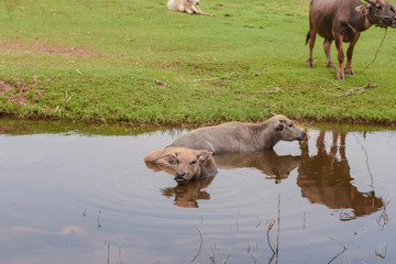 Two buffalo ducks are immersed in a mud swamp.