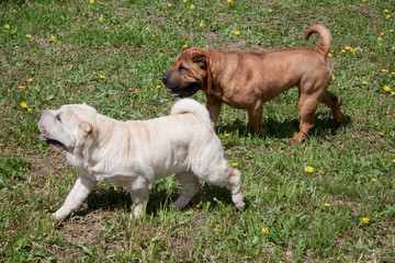 Two cute shar-pei puppies is playing on a green meadow.