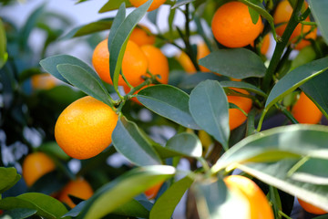 Ripe orange mandarins on the branches.