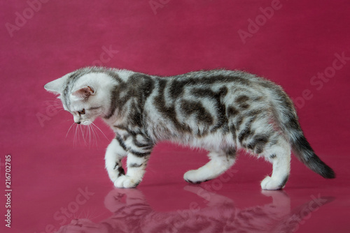 Tabby British Shorthair Kitten Britain Cat On Cherry Studio