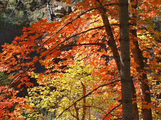 Fall Colored Leaves in West Fork of Oak Creek Canyon