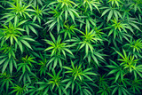 Fototapeta  - cannabis farm cultivation wallpaper marijuana weed