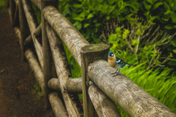 Beautiful blue and yellow Chaffinch from the island of S. Miguel, Azores, Portugal #2