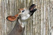 Singing Okapi