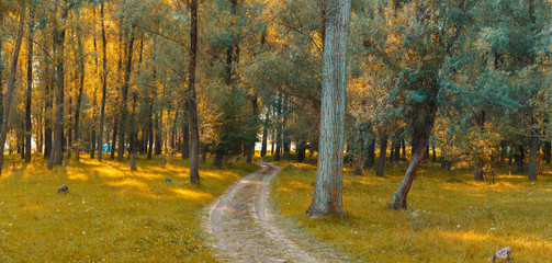Fototapete - Panorama in the forest during sunset. Sun rays coming through the trees. Summer days in the forest