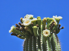 Saguaro Cactus Flowers On Blue Sky