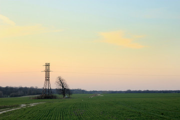 Wall Mural - power line tower and tree on the background of  sunset and meadow in springtime