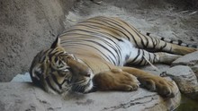 Tiger Breathing
