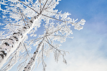 birch covered with hoarfrost