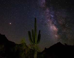 saguaro cactus and milky way