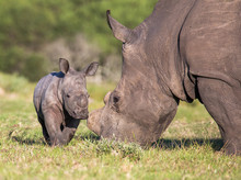 Baby Rhino Or Rhinoceros