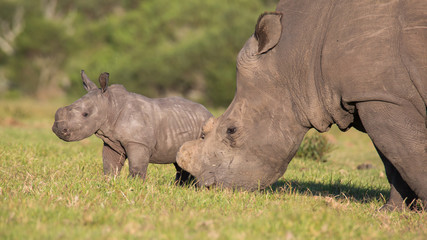 Wall Mural - baby rhino or rhinoceros