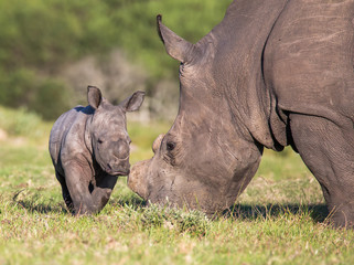Wall Mural - baby rhino or rhinoceros