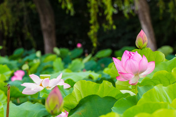 Wall Mural - Lotus Flower.The back is the  lotus leaf and lotus flower and bud of the lotus and tree.Shooting location is Yokohama, Kanagawa Prefecture Japan.