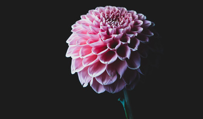 beautiful pink dahlia