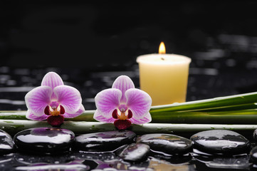 still life with two orchid and candle on green plant,black-wet background 