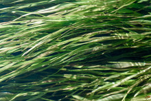 Texture Of Green Algae Under Water Close-up, Macro