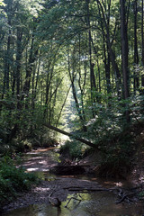 Wall Mural - Trees and river