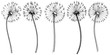 Wildflower dandelion in a vector style isolated. Full name of the plant: dandelion. Vector flower for background, texture, wrapper pattern, frame or border.