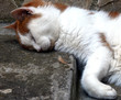 Mit dem Kopf auf einer steinernen Stufe schlafende weiße Katze mit braunen Flecken