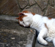 Mit dem Kopf auf einer steinernen Stufe schlafende weiße Katze mit braunen Flecken