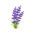 Lavender flowers vector isolated illustration