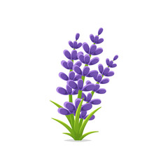 Wall Mural - Lavender flowers vector isolated illustration