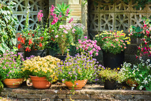 Beautiful Backyard Garden Full Of Colorful Flowers In Pots And Containers With The Stone Wall On The Back, Selective Focus