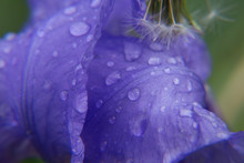 Raindrops On A Purple Flower