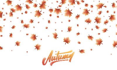 Wall Mural - leaves background. fall autumn maple leaves frame, overlay, banner design