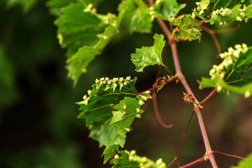 Leaf galls look like warts on grape leaves caused by a parasite or insects, mites living in vines. Does not affect the grapes. Grape disease of the phylloxera (Daktulosphaira vitifoliae) on leaves