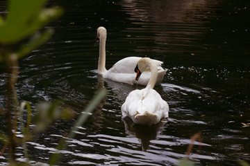 Pair of white swans