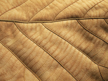 Dry Brown Leaf Texture