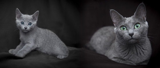 Russian blue cats family