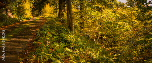 Fototapeta chemin en forêt