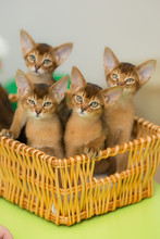 Playful Kittens Sit In A Yellow Basket And Look Forward