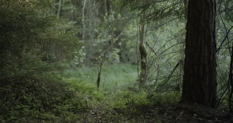 Tree Forest