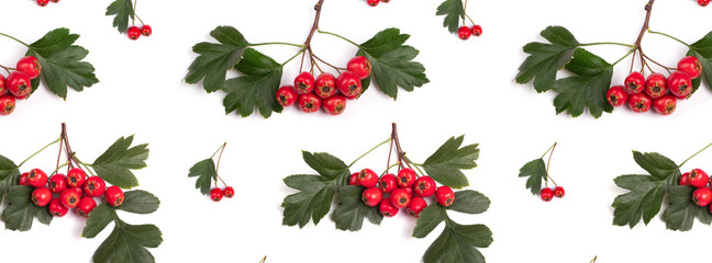Wall Mural - banner pattern berry red whitethorn on a branch with green leaves