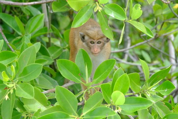 Singe dans un arbre