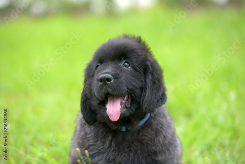 Fotografía cute black two month old Newfoundland puppy